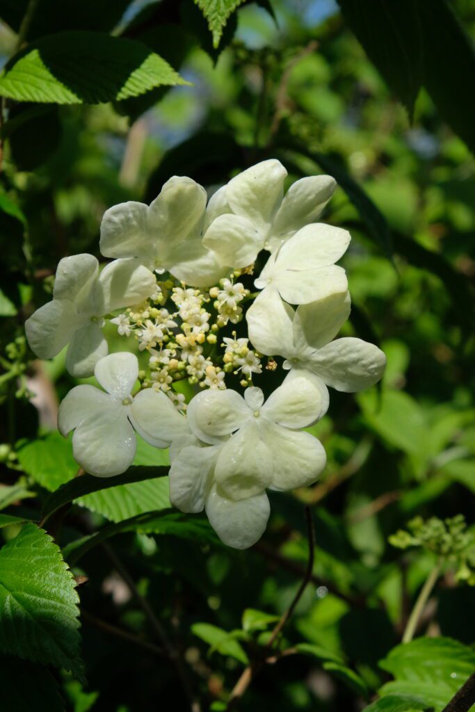 Viburnum plicatum f. tomentosum ‘Kilimanjaro’ 3L 5023242363486