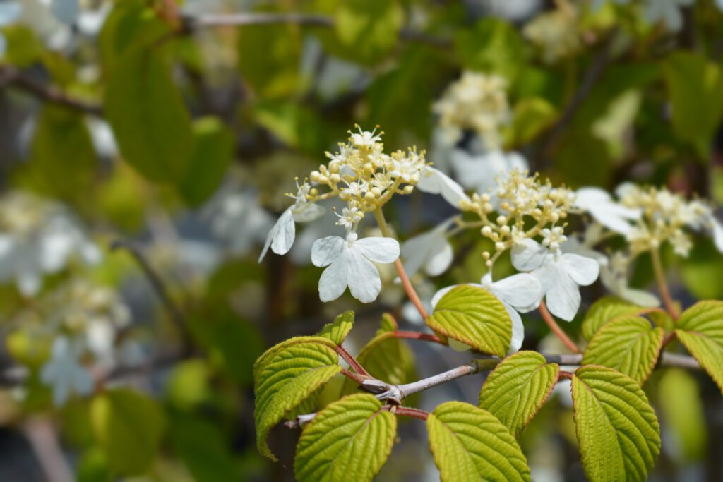 Viburnum plicatum f. tomentosum ‘Kilimanjaro’ 3L 5023242363486