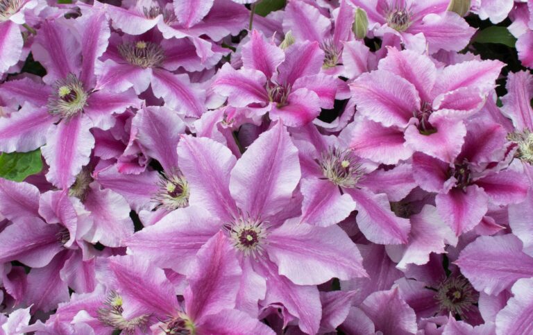 May Plant of the Month | Raymond Evison Clematis