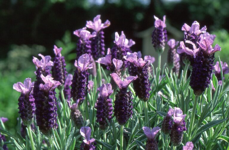 Plant Profile | Lavandula stoechas - French lavender