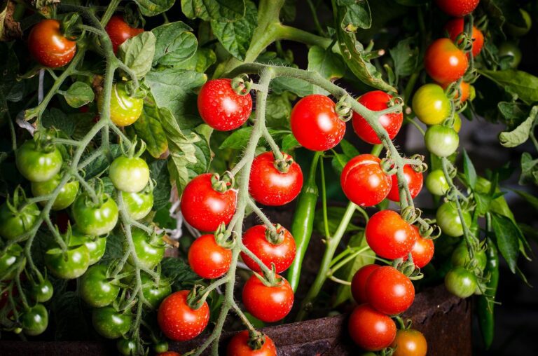 How to Grow Your Own Tomatoes