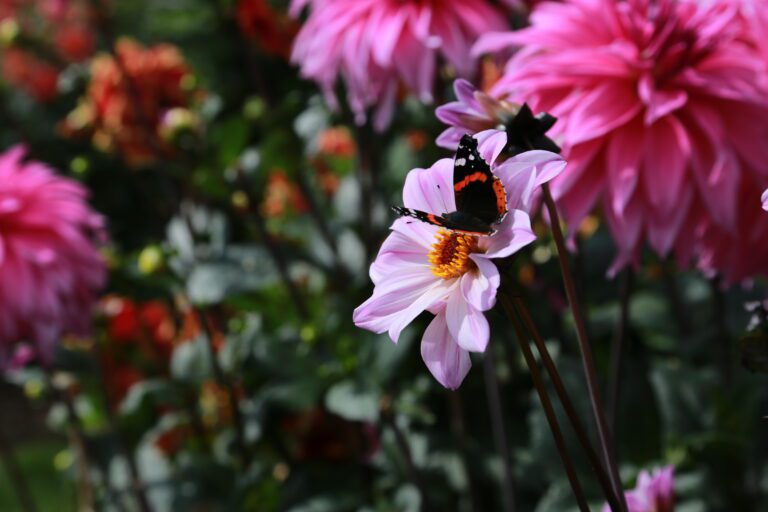 Caring for a Wildlife Garden