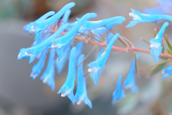 Plant Profile | Corydalis 'Porcelain Blue'