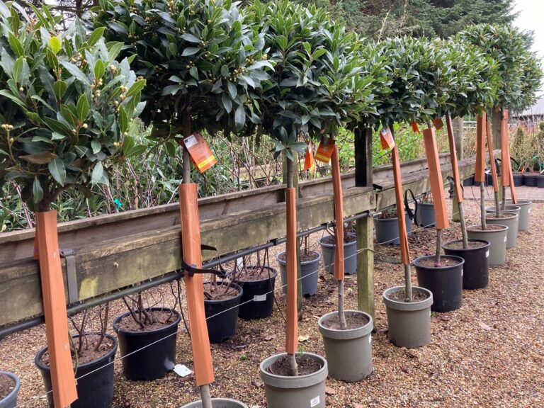 April Plant of the Month | Shaped Bay Trees