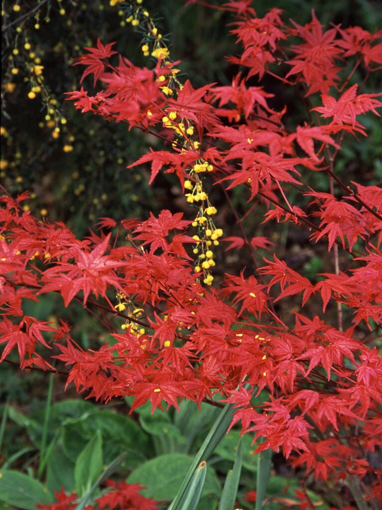 Acer palmatum ‘Beni-maiko’ 3L 5023242203249