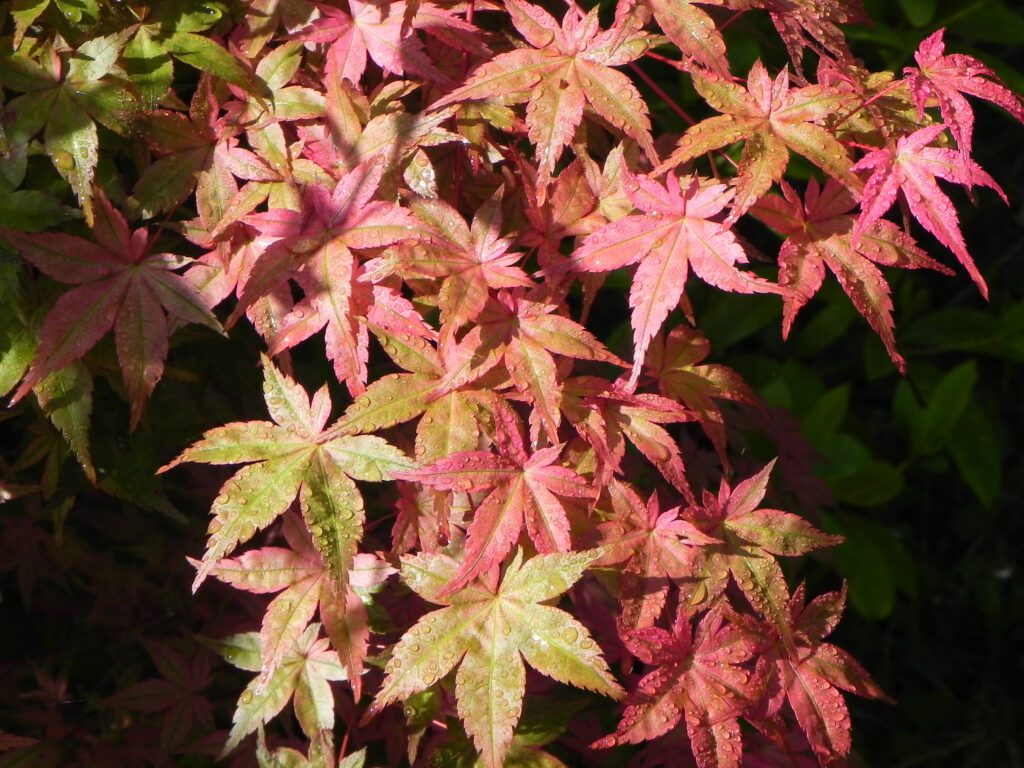 Acer palmatum ‘Beni-maiko’ 3L 5023242203249