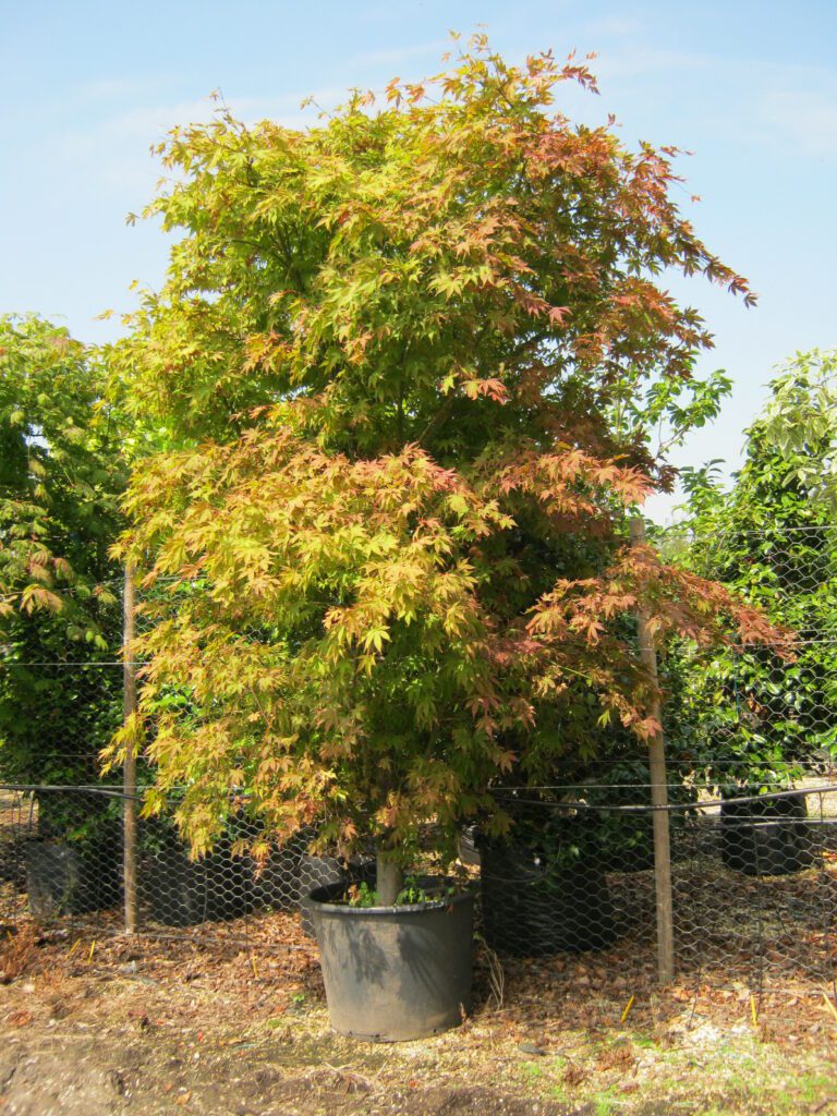 Acer palmatum ‘Suminagashi’ 3L 5023242325088
