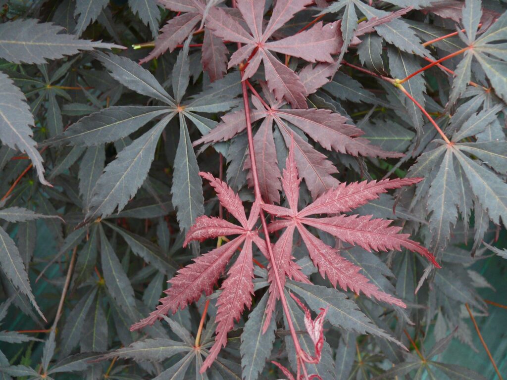 Acer palmatum ‘Suminagashi’ 3L 5023242325088