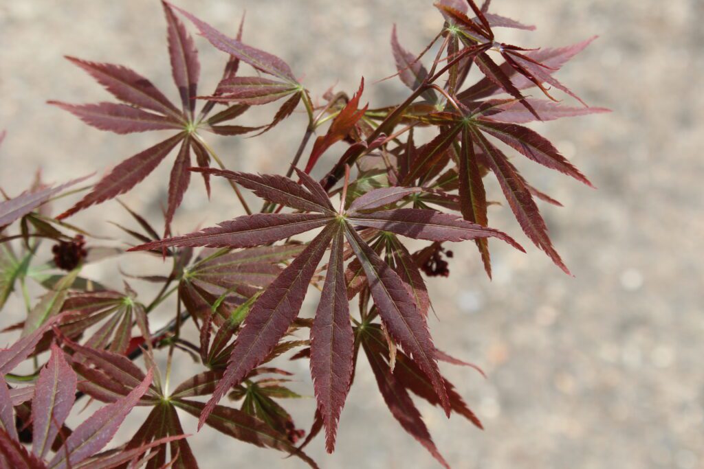 Acer palmatum ‘Suminagashi’ 3L 5023242325088