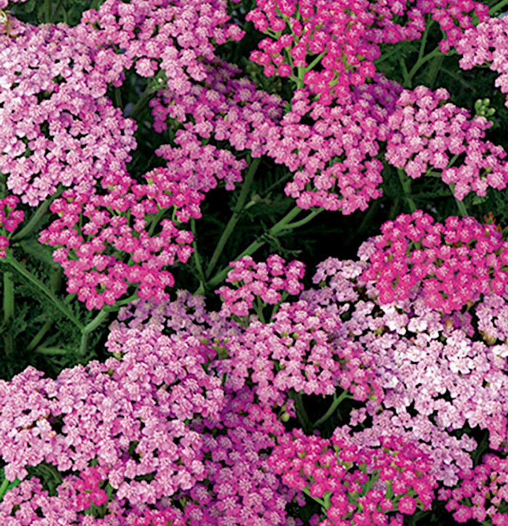 Achillea millefolium ‘Grapefruit’ (Tutti Frutti Series) 3L 5023242365497
