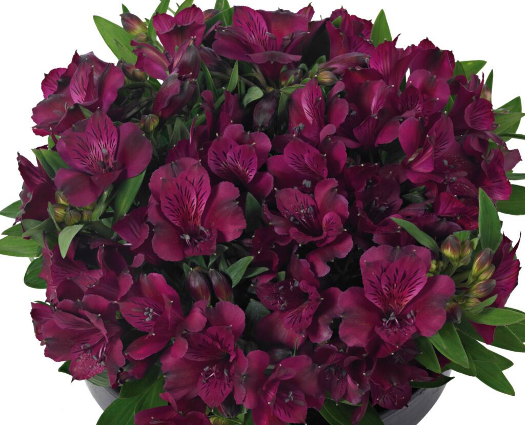 Alstroemeria Inticancha ‘Dark Purple’ 3L 5023242373171