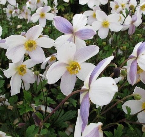 Anemone ‘Elfin Swan’ 3L 5023242370019
