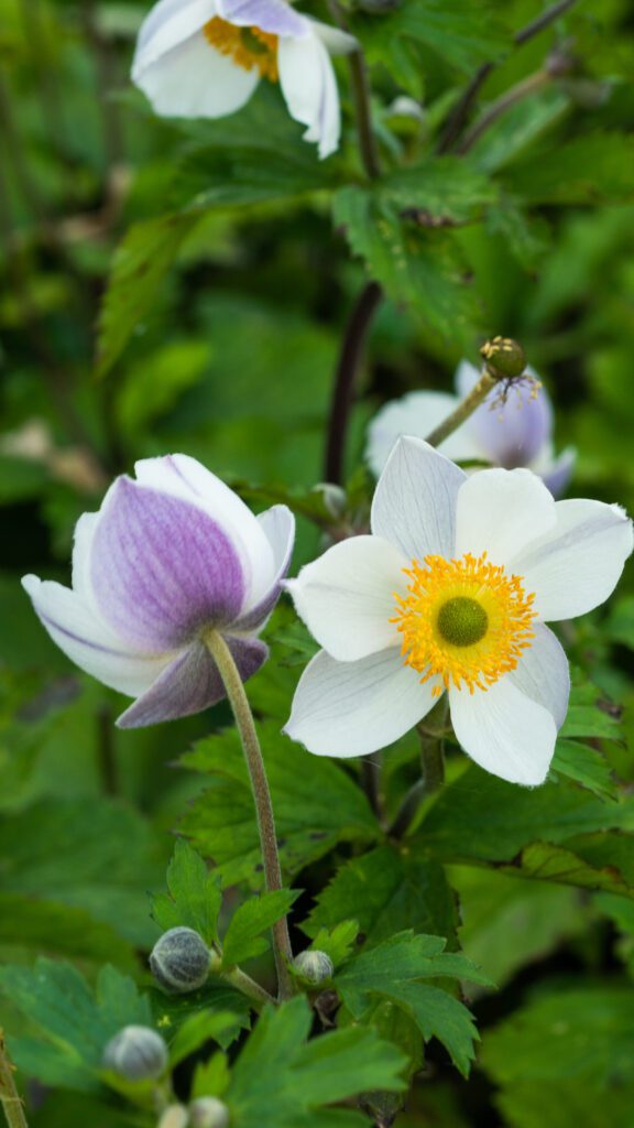 Anemone ‘Elfin Swan’ 3L 5023242370019