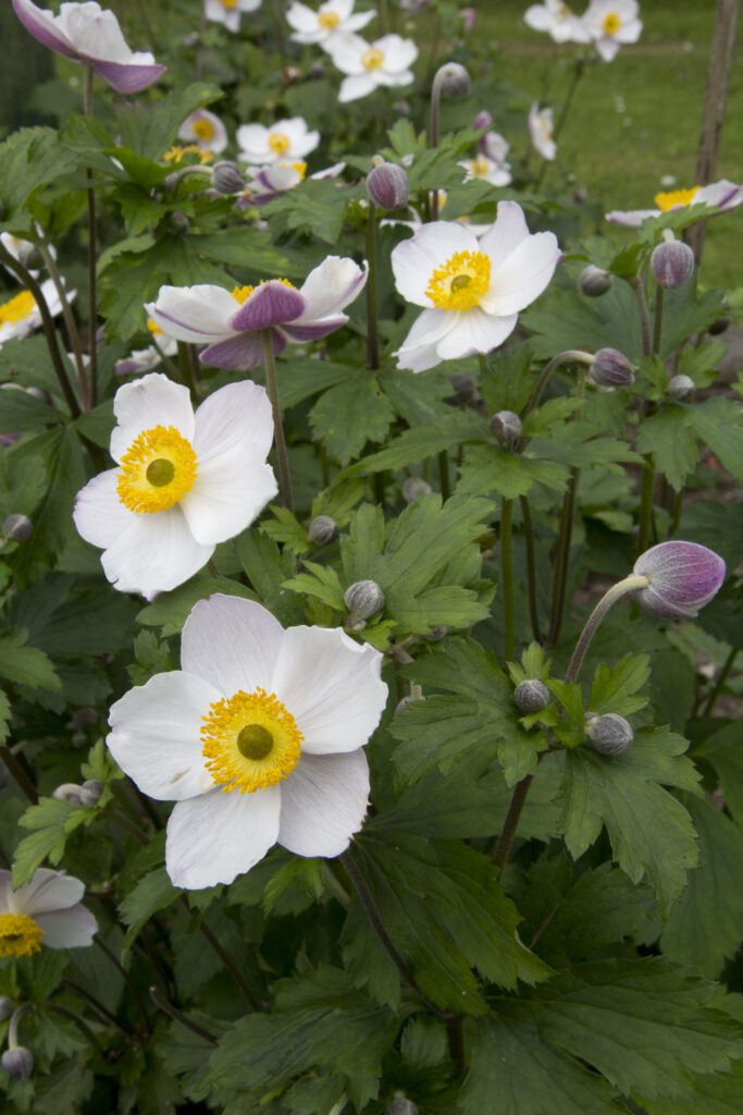 Anemone ‘Elfin Swan’ 3L 5023242370019