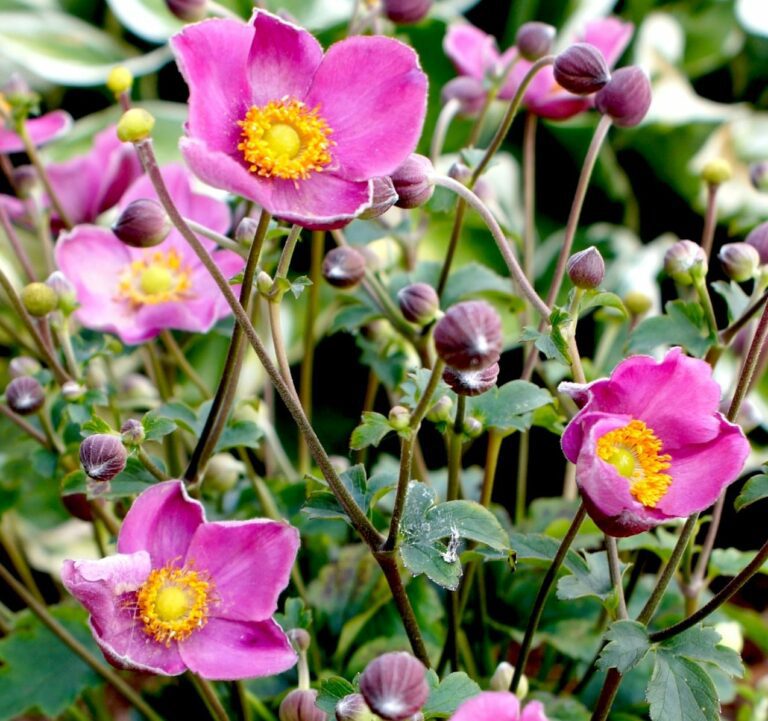 August Plant of the Month | Japanese Anemone