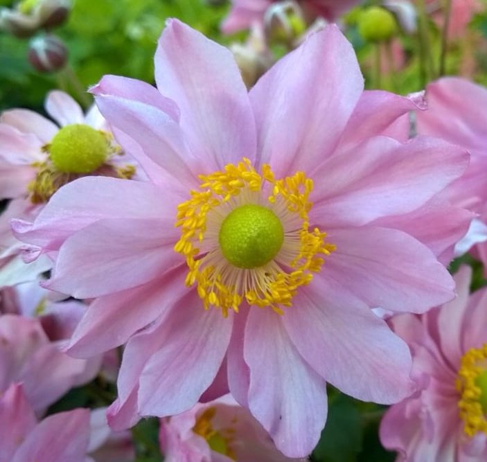 Anemone hupehensis ‘Cinderella’ 3L 5023242345932