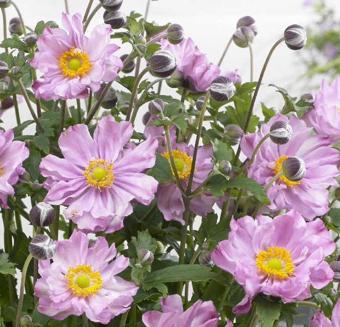Anemone hupehensis ‘Pocahontas’ 3L 5023242364773