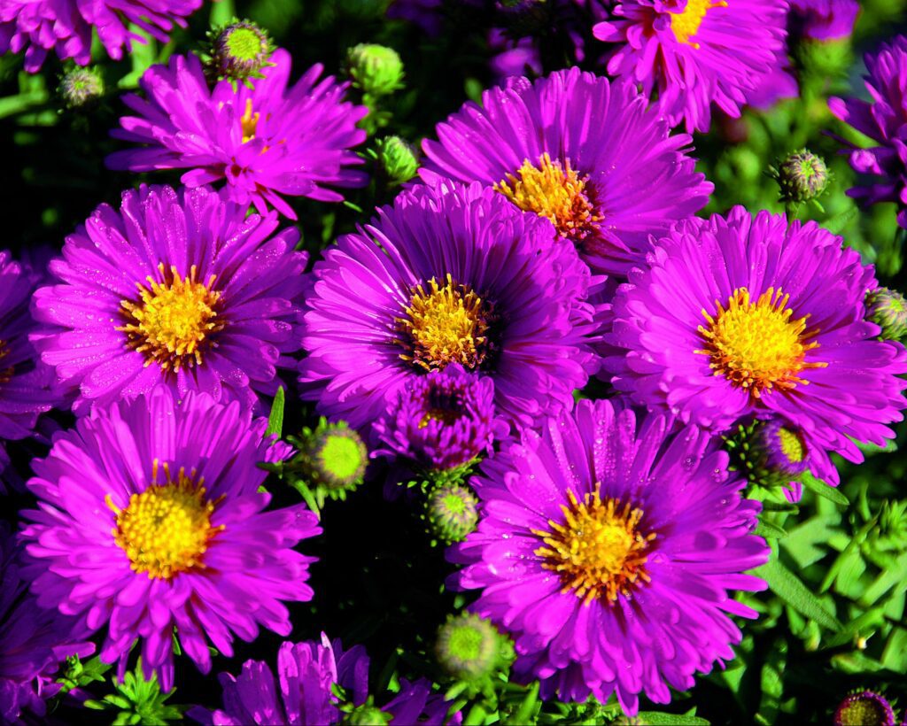 Aster Autumn Jewels ‘Granat’ 2L 5023242334790