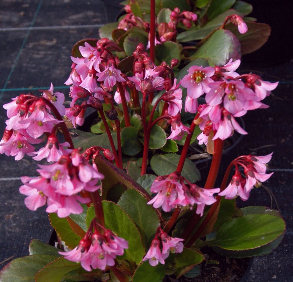 Bergenia ‘Overture’ 2L 5023242297354