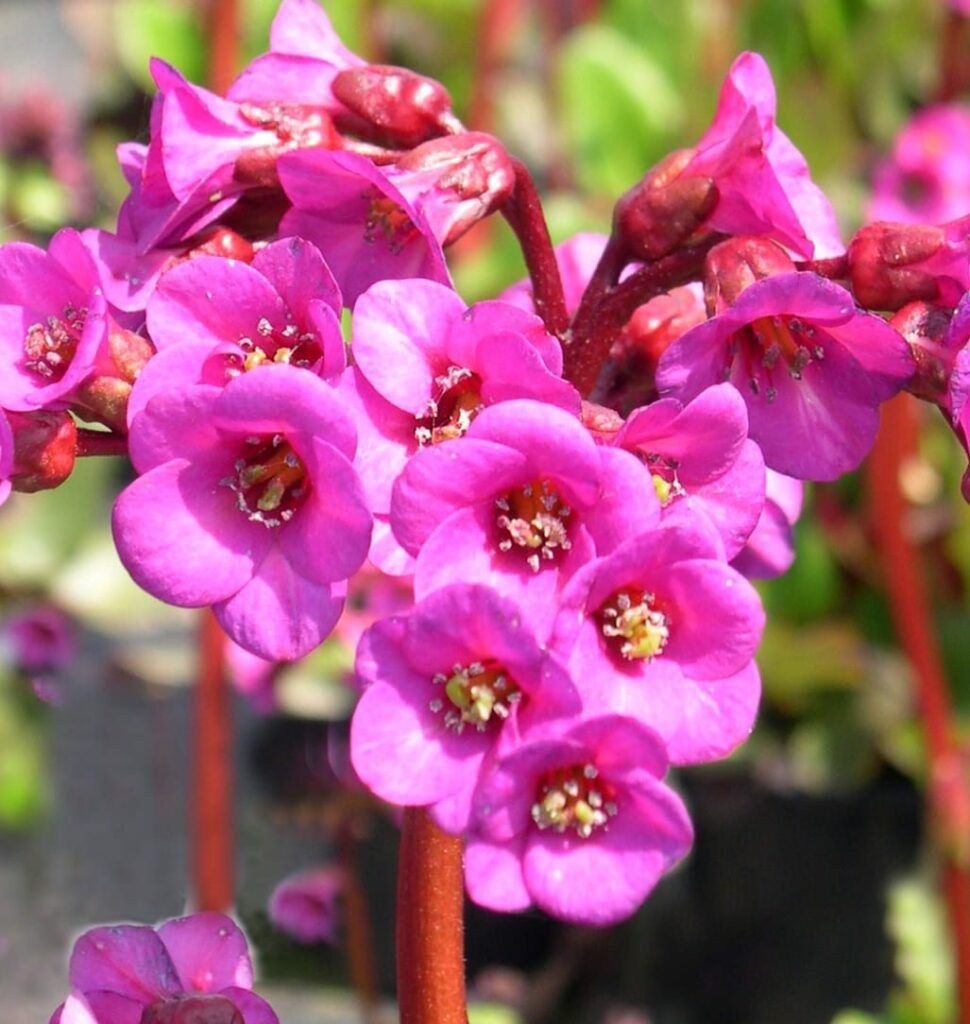 Bergenia ‘Overture’ 2L 5023242297354