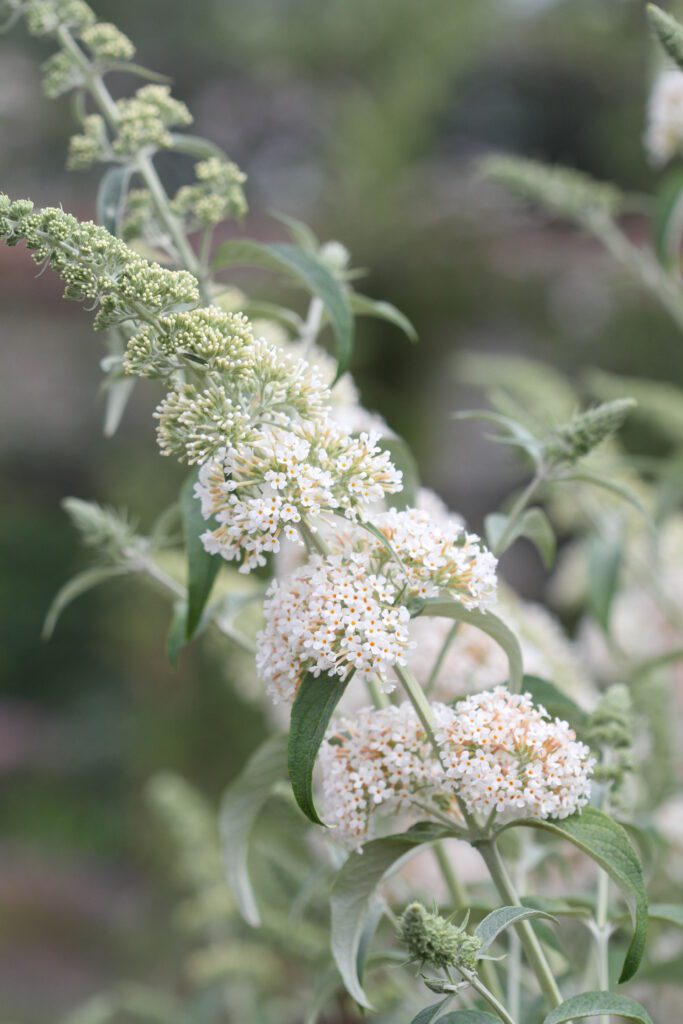 Buddleja davidii ‘White Profusion’ 3L 5023242362663