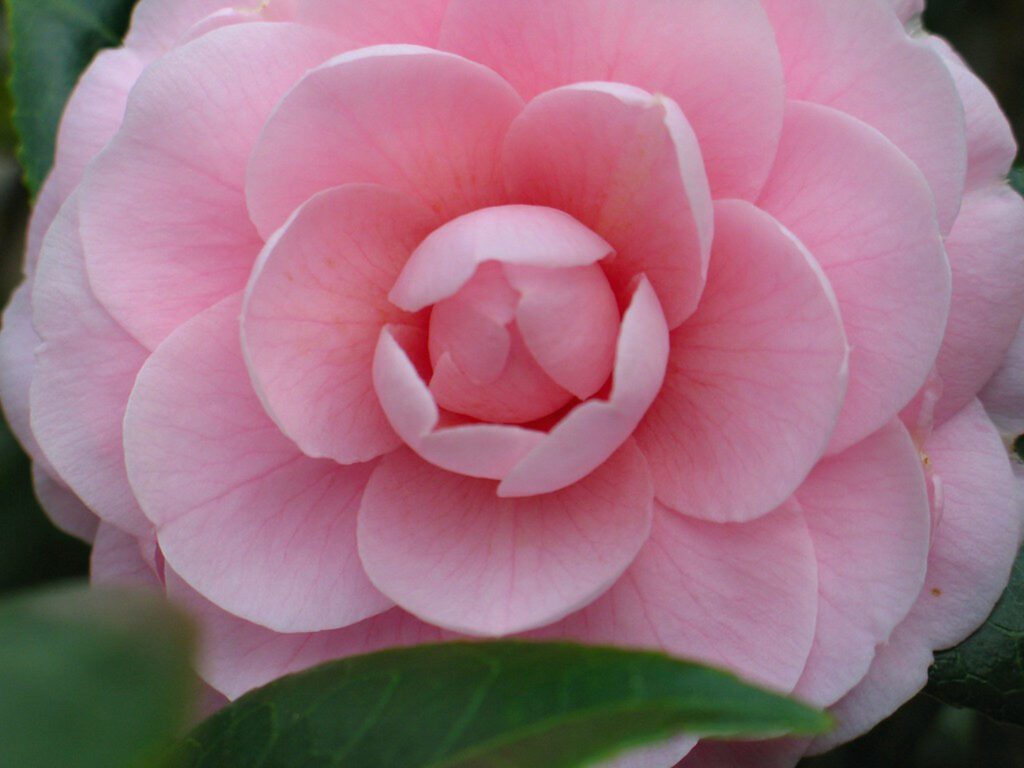 Camellia japonica ‘Dazzling Pink’ 3L 5023242377513
