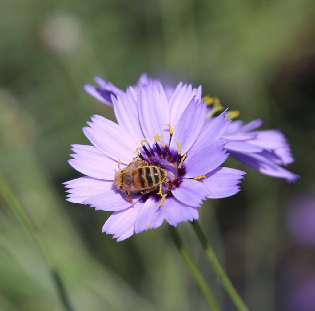 Catananche caerulea ‘Major’ 2L 5023242269245