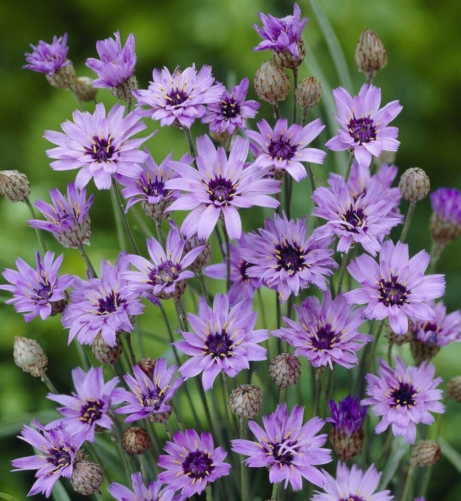 Catananche caerulea ‘Major’ 2L 5023242269245
