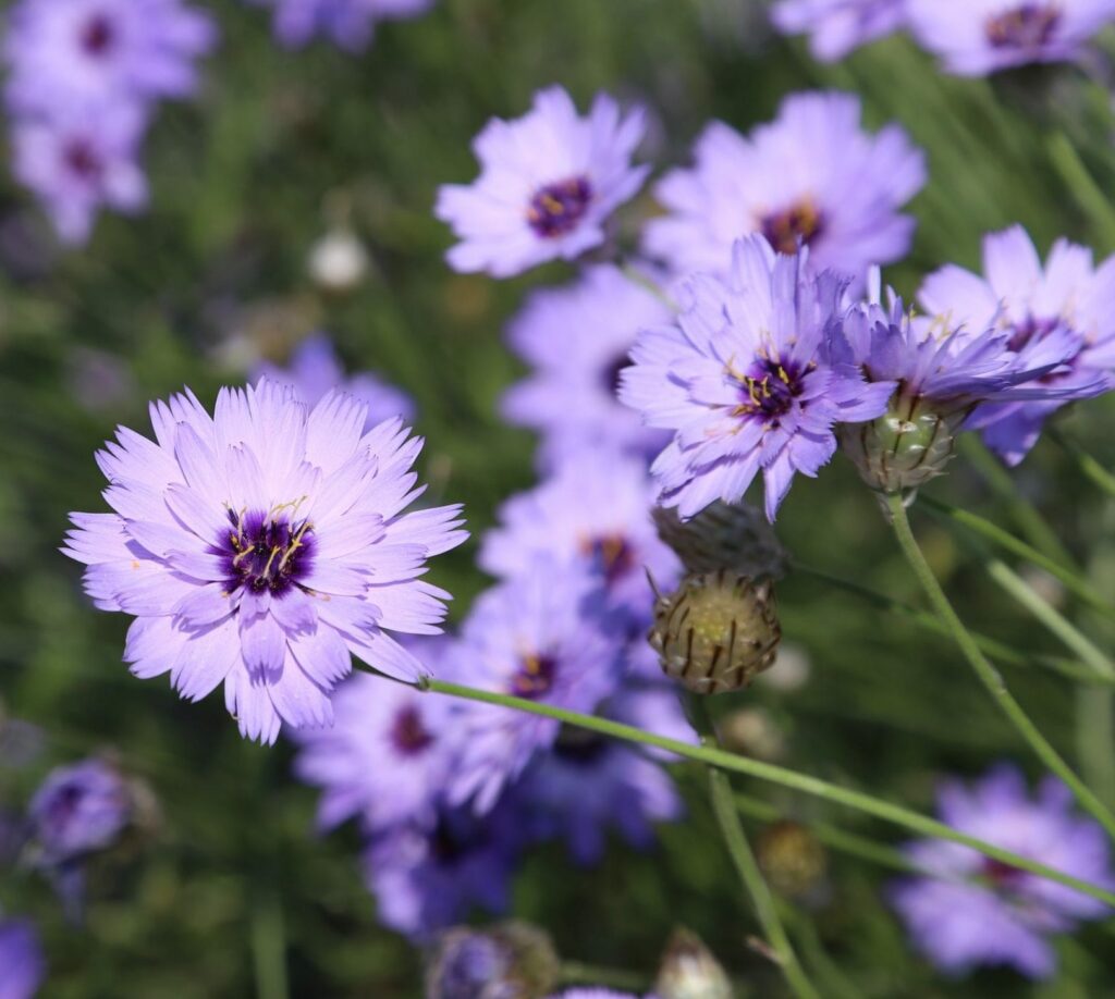 Catananche caerulea ‘Major’ 2L 5023242269245