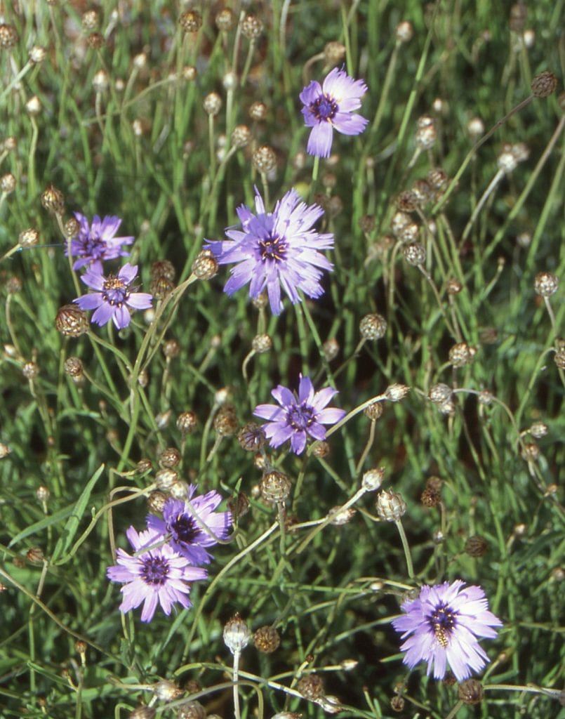 Catananche caerulea ‘Major’ 2L 5023242269245