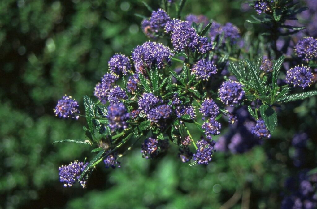 Ceanothus ‘Concha’ 3L 5023242198408