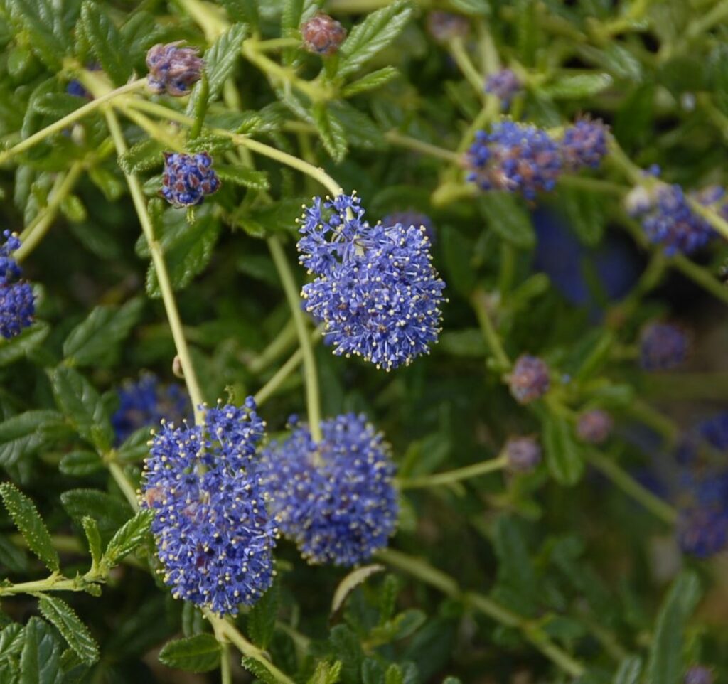 Ceanothus ‘Concha’ 3L 5023242198408
