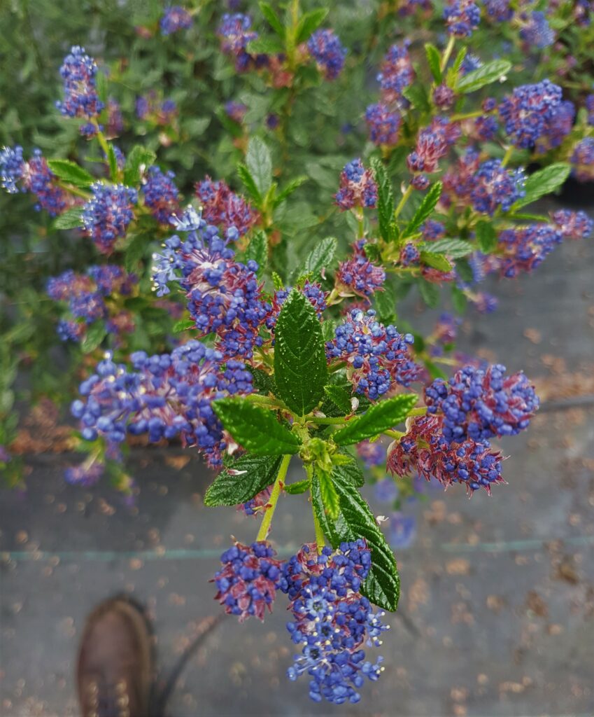 Ceanothus ‘Concha’ 3L 5023242198408