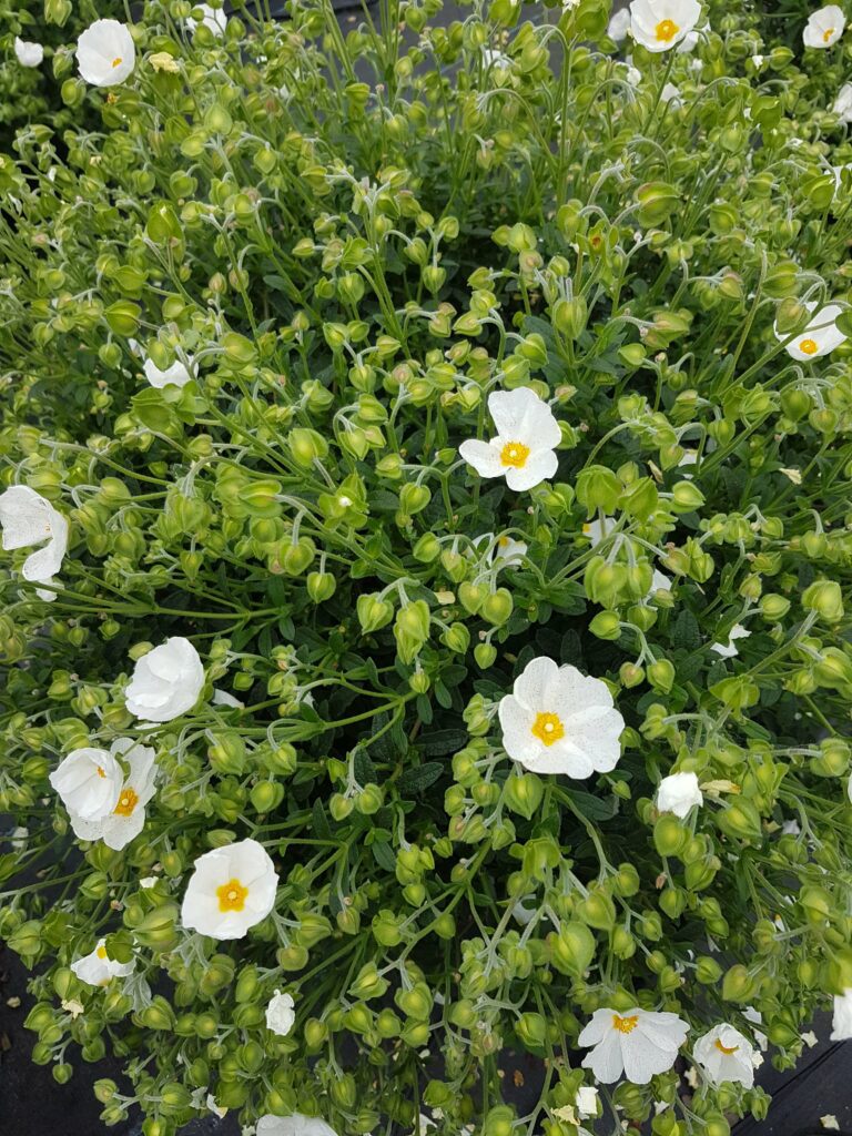 Cistus x obtusifolius ‘Thrive’ 3L 5023242211534