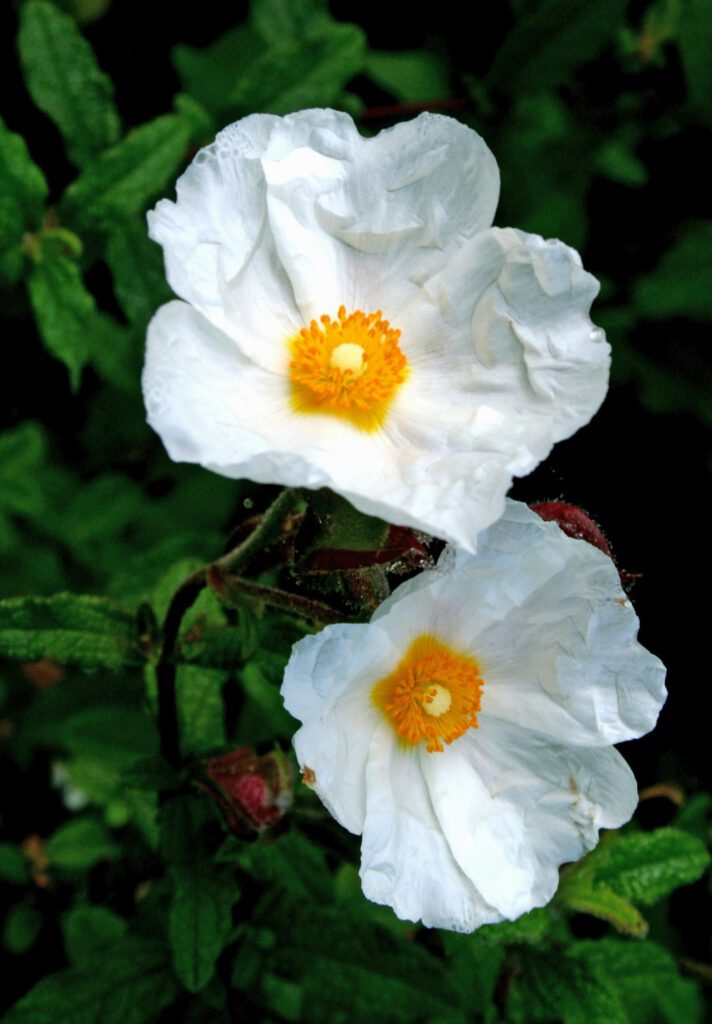 Cistus x obtusifolius ‘Thrive’ 3L 5023242211534