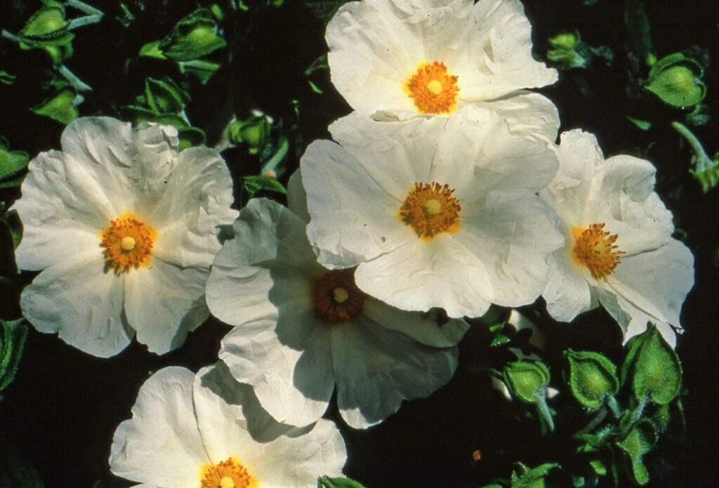 Cistus x obtusifolius ‘Thrive’ 3L 5023242211534