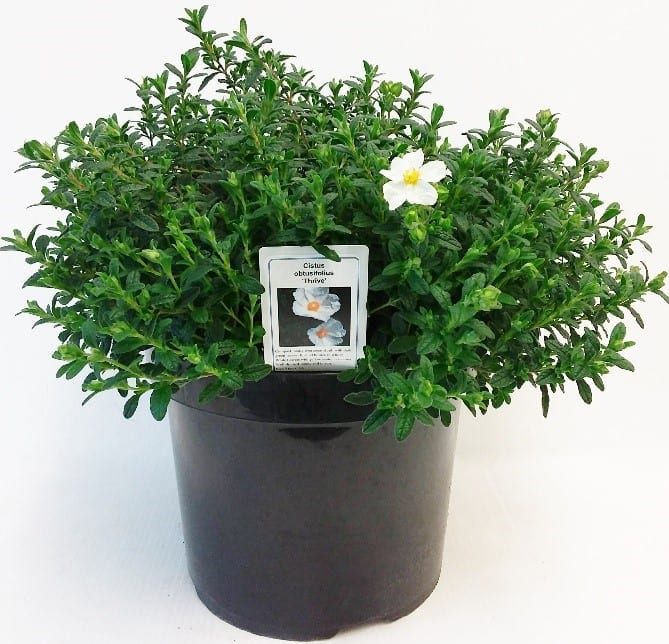 Cistus x obtusifolius ‘Thrive’ 3L 5023242211534