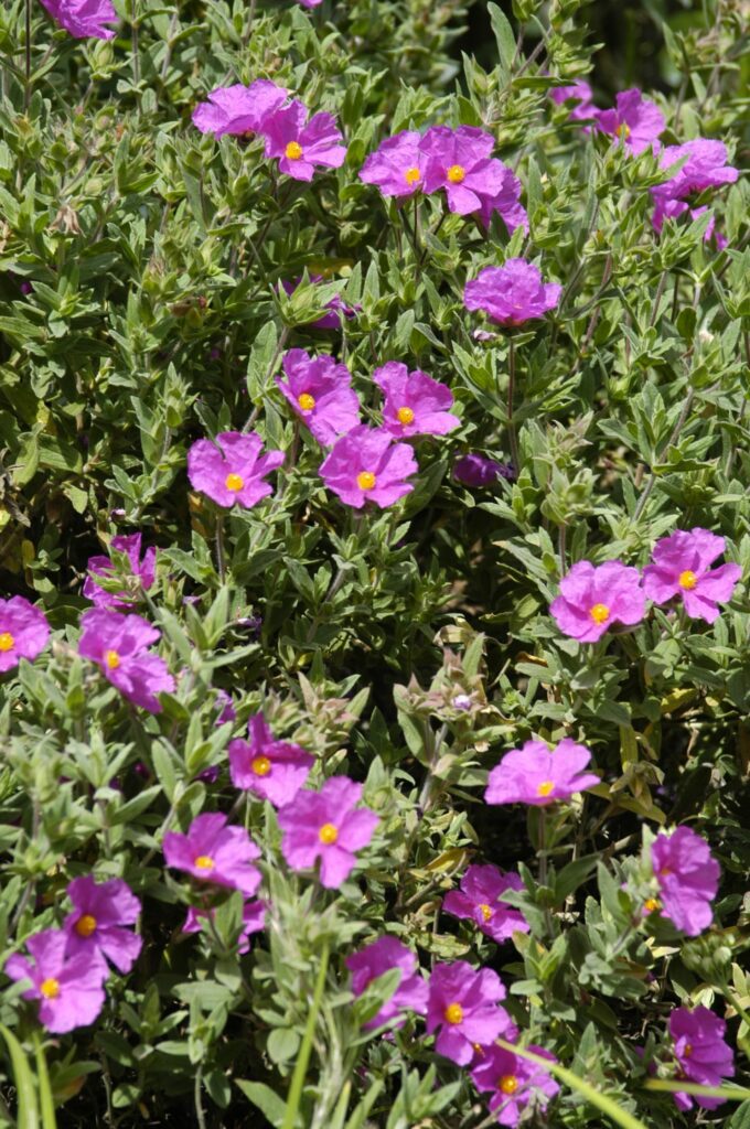 Cistus x pulverulentus ‘Sunset’ 3L 5023242265025