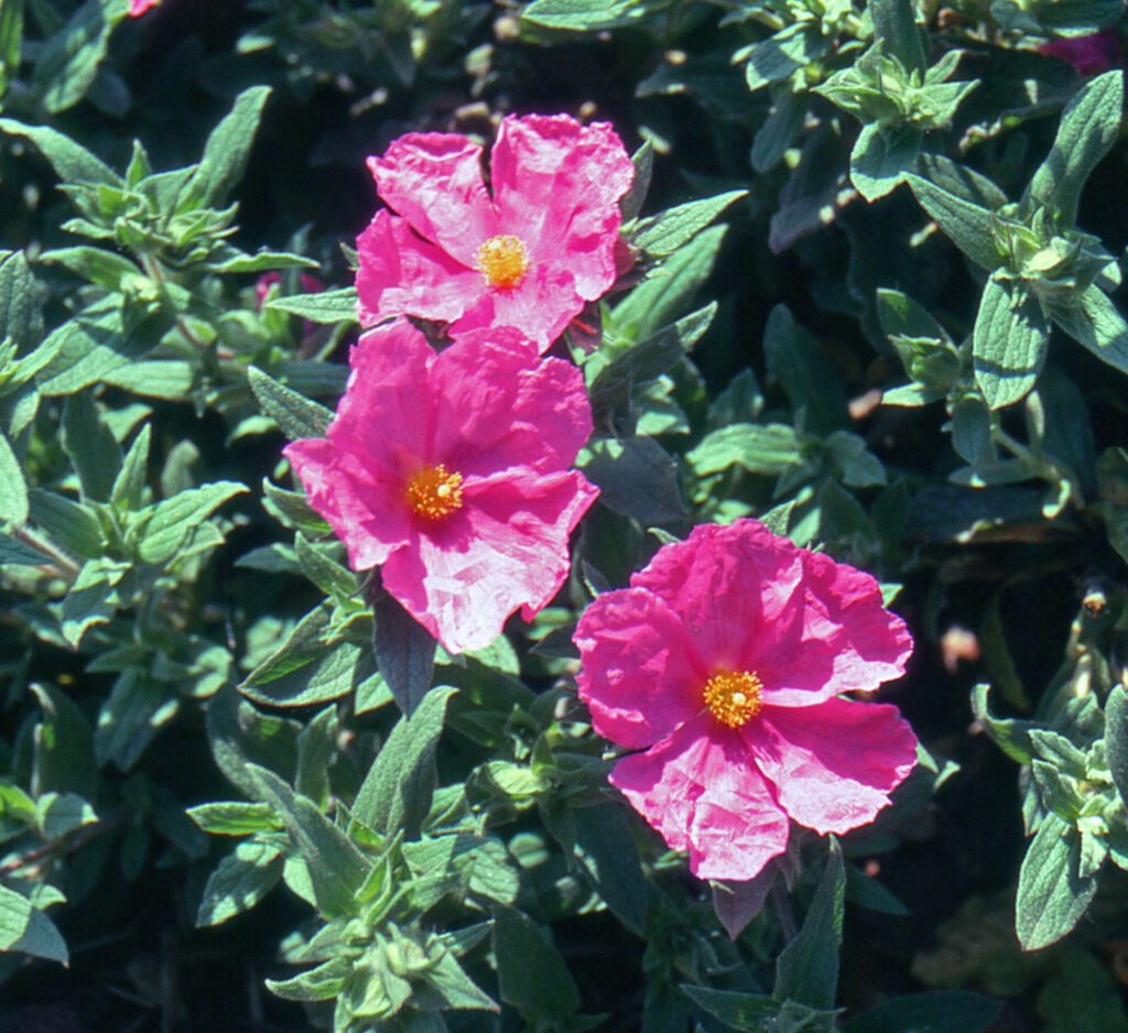 Cistus x pulverulentus ‘Sunset’ 3L 5023242265025