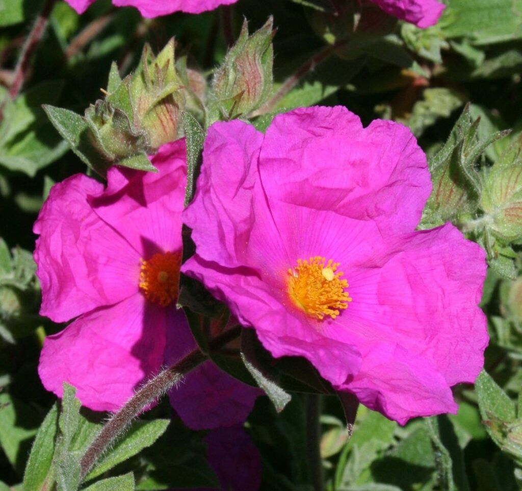 Cistus x pulverulentus ‘Sunset’ 3L 5023242265025