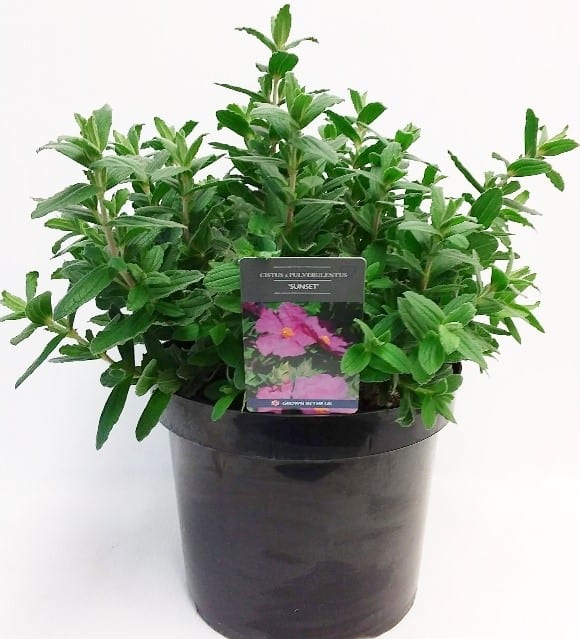 Cistus x pulverulentus ‘Sunset’ 3L 5023242265025