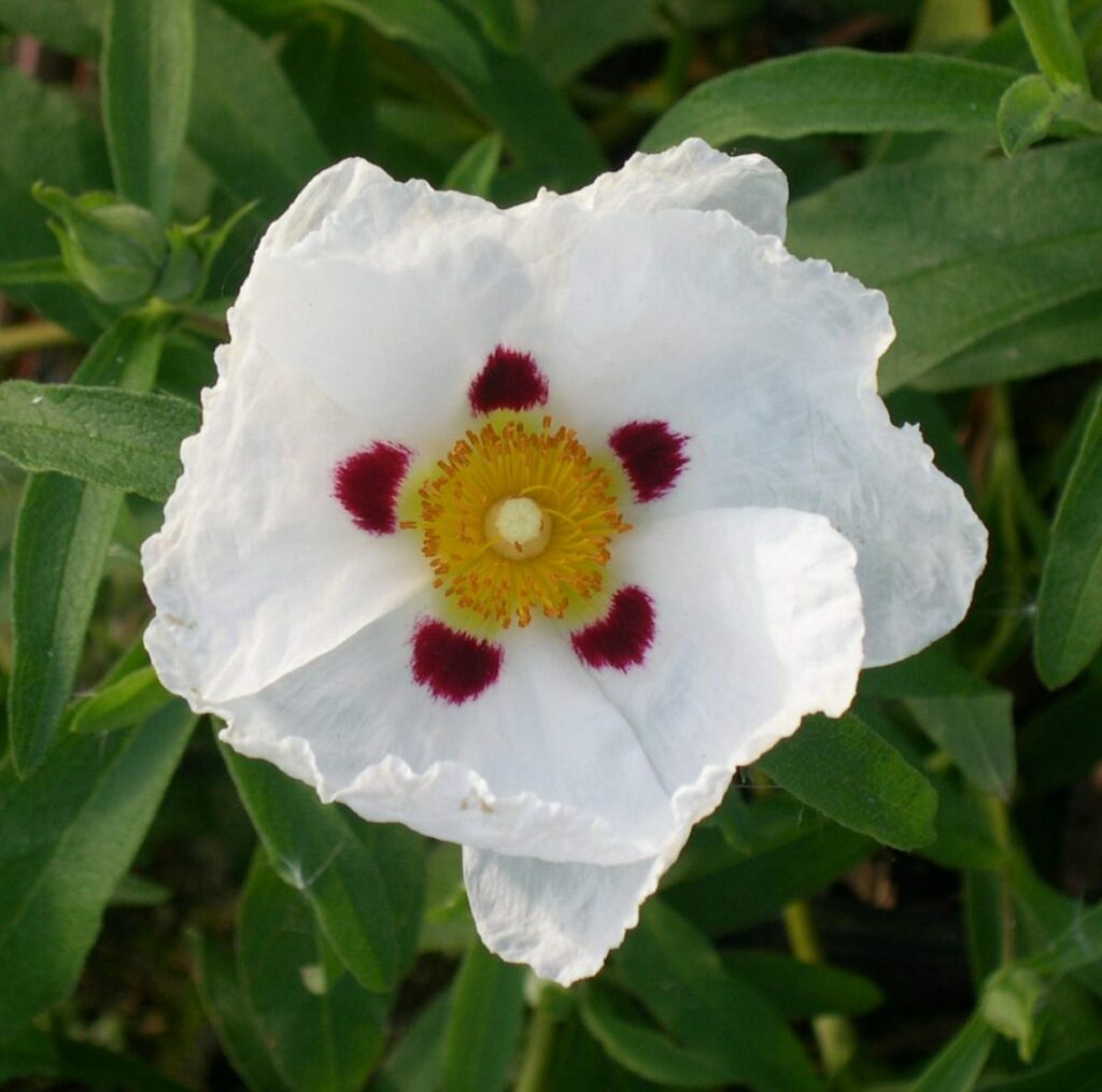 Cistus x purpureus ‘Alan Fradd’ 3L 5023242310848