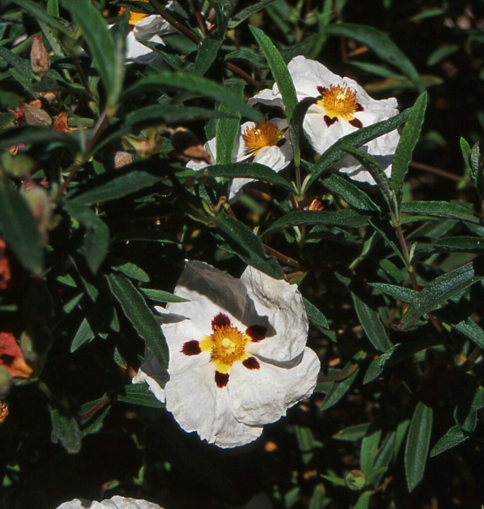 Cistus x purpureus ‘Alan Fradd’ 3L 5023242310848