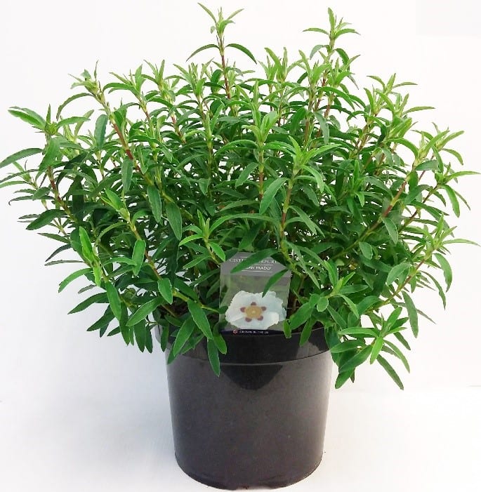 Cistus x purpureus ‘Alan Fradd’ 3L 5023242310848
