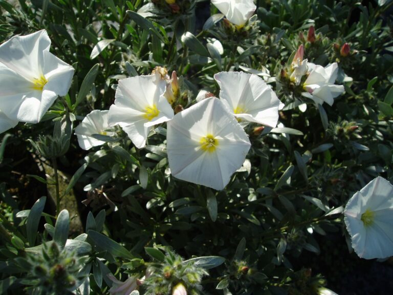Plant Profile | Convolvulus cneorum
