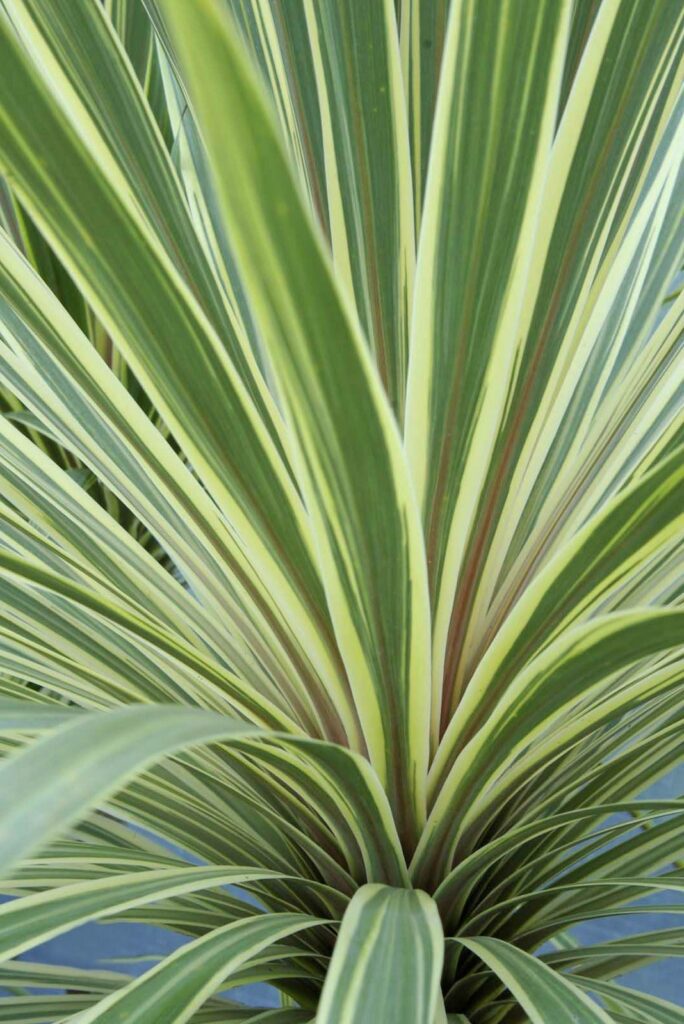 Cordyline australis ‘Torbay Dazzler’ 2L 5023242328683