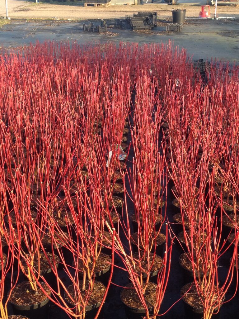 October Plant of the Month | Cornus