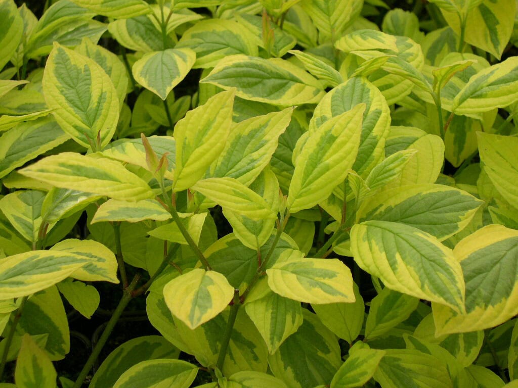 Cornus sericea ‘Hedgerows Gold’ 3L 5023242300696