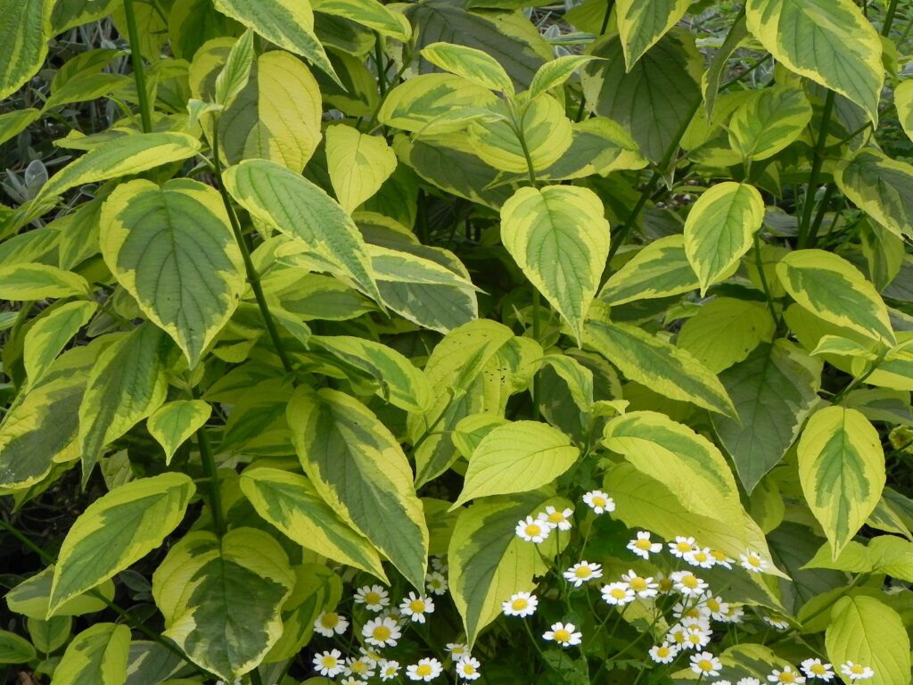 Cornus sericea ‘Hedgerows Gold’ 3L 5023242300696