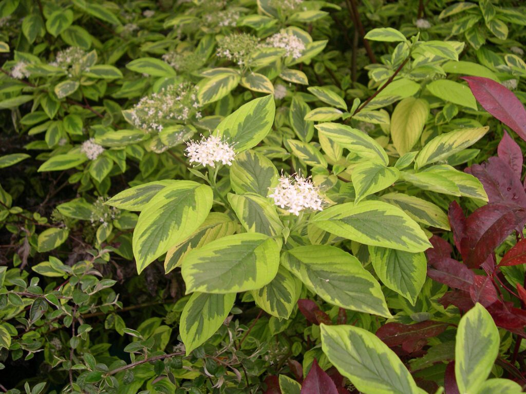 Cornus sericea ‘Hedgerows Gold’ 3L 5023242300696